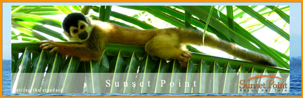 Page not found: Click here for the homepage.