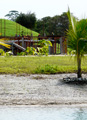Palms in foreground.
