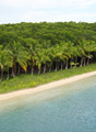 Beautiful palm-backed beach.