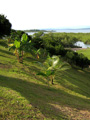 Bocas del Toro real estate.